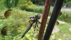 Orthetrum lineostigma