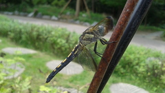 Orthetrum lineostigma