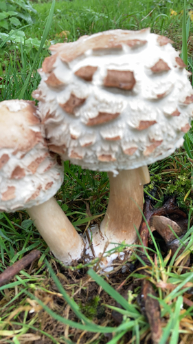 Šiurkščioji žvynoklė nuotrauka