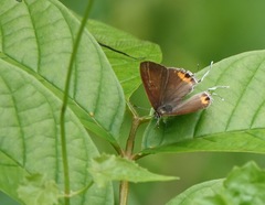 Hypolycaena thecloides