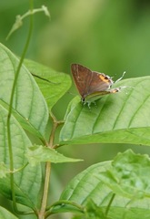 Hypolycaena thecloides