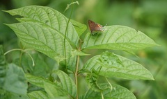 Hypolycaena thecloides
