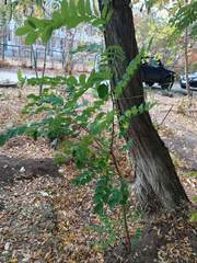 Robinia pseudoacacia