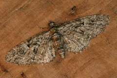 Eupithecia dodoneata