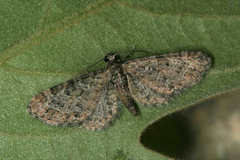Eupithecia dodoneata
