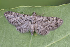 Eupithecia dodoneata