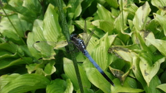 Orthetrum albistylum speciosum