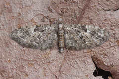 Eupithecia dodoneata