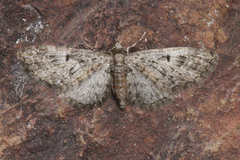 Eupithecia dodoneata