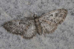 Eupithecia dodoneata