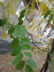 Robinia pseudoacacia