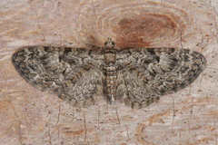Eupithecia dodoneata