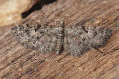 Eupithecia dodoneata