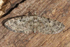 Eupithecia dodoneata