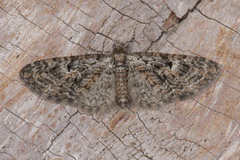 Eupithecia dodoneata
