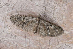 Eupithecia dodoneata