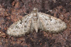 Eupithecia dodoneata