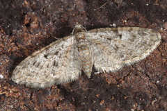 Eupithecia dodoneata