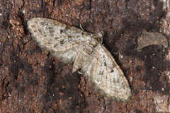 Eupithecia dodoneata