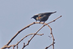 Periparus ater melanolophus