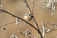 Aegithalos concinnus iredalei