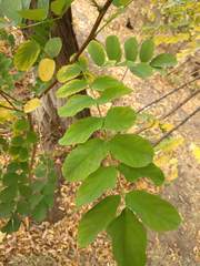 Robinia