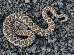 Vipera aspis hugyi
