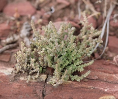 Crassula campestris
