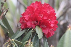 Rhododendron arboreum