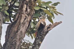 Dendrocopos himalayensis