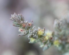 Crassula campestris