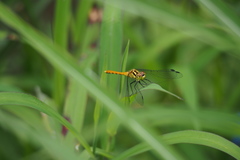 Sympetrum parvulum