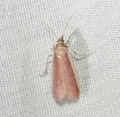 Tampa dimediatella