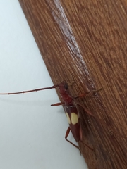Gnomibidion fulvipes