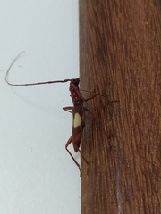 Gnomibidion fulvipes