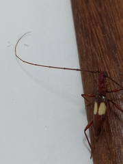 Gnomibidion fulvipes