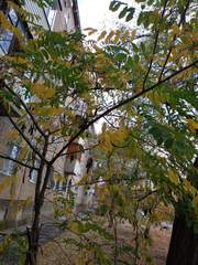 Robinia pseudoacacia