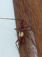 Gnomibidion fulvipes