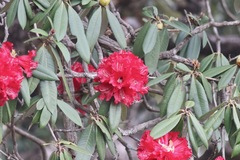 Rhododendron arboreum