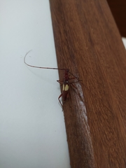 Gnomibidion fulvipes