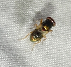 Physiphora clausa