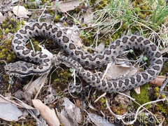 Vipera aspis hugyi