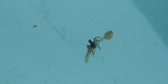Araneae
