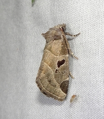 Plagiomimicus pityochromus