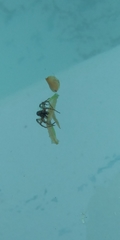 Araneae