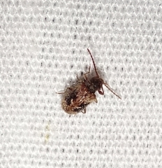 Ptinus