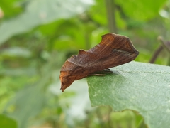 Oraesia emarginata