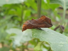 Oraesia emarginata