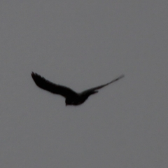 Accipiter nisus