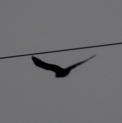 Accipiter nisus